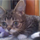 Illustration for article titled And Then Dwarf Cat Lil Bub Happened And Everything Changed